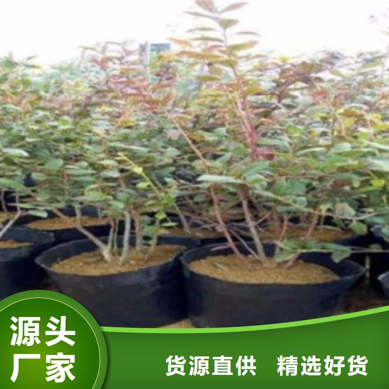 藍莓苗細節(jié)決定成敗