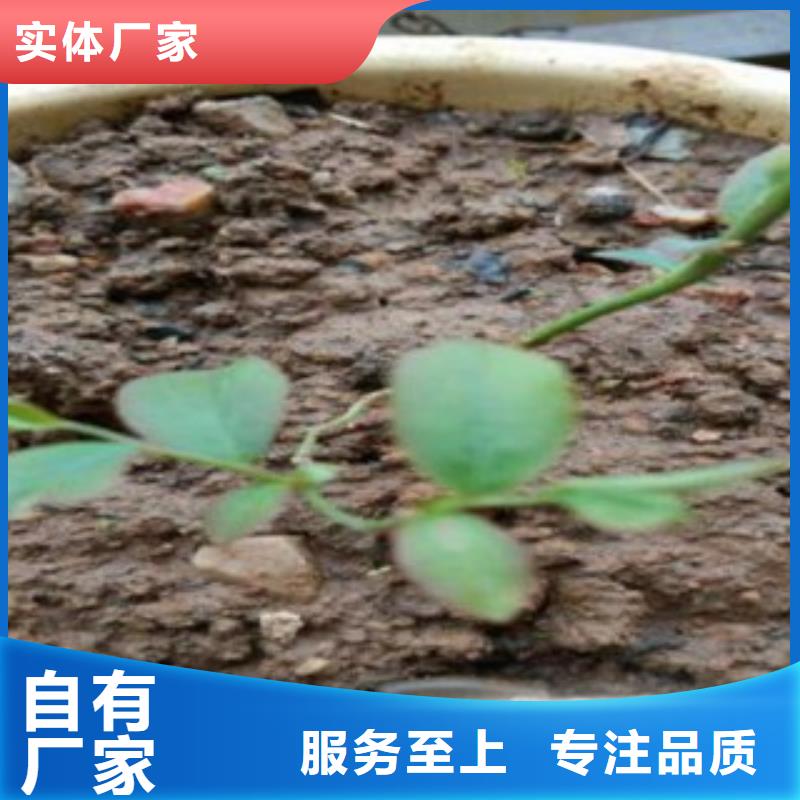 藍莓苗山楂苗甄選好廠家