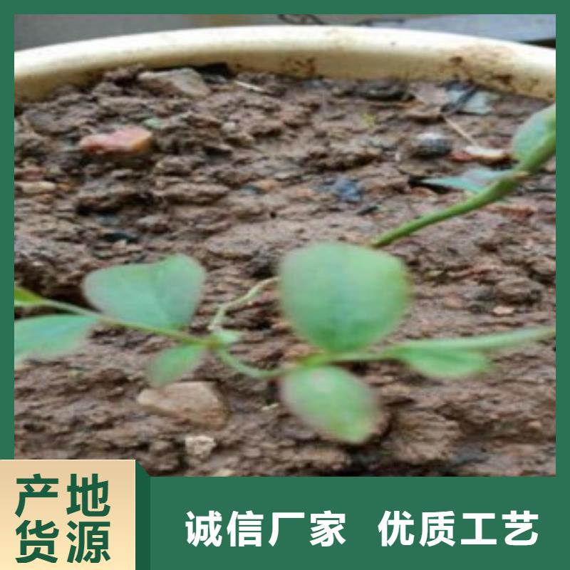 【藍(lán)莓苗】板栗苗一周內(nèi)發(fā)貨