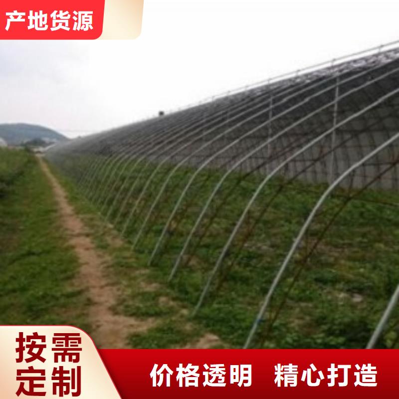 蓝莓苗细节决定成败