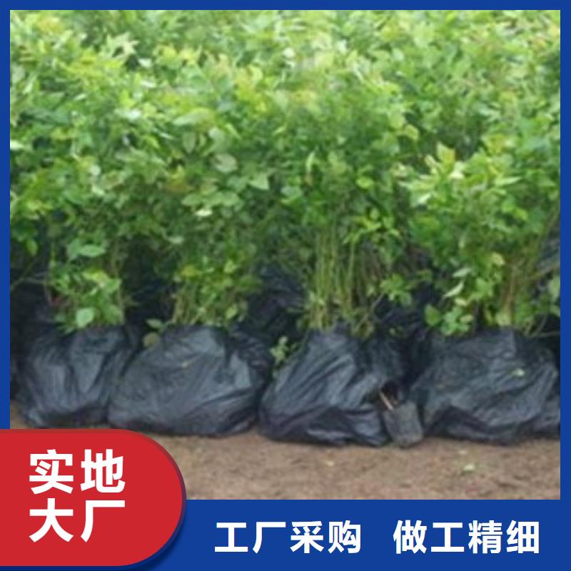 藍莓苗山楂苗甄選好廠家