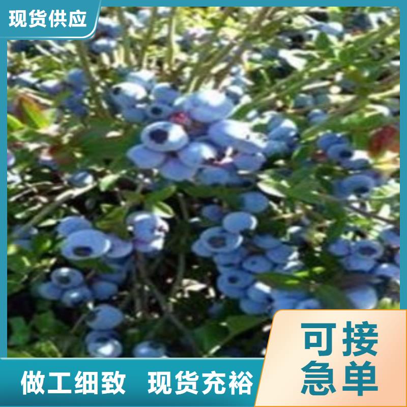 藍(lán)莓苗李子苗工廠采購(gòu)