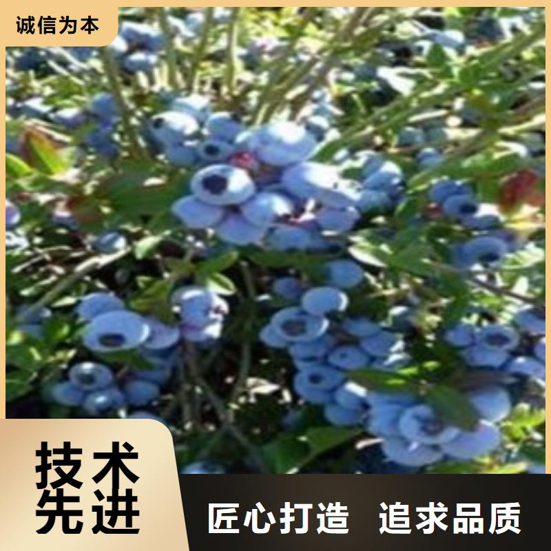 蓝莓苗山楂苗自产自销
