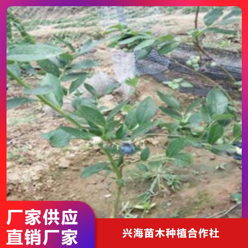 藍(lán)莓苗_梨樹苗國標(biāo)檢測放心購買