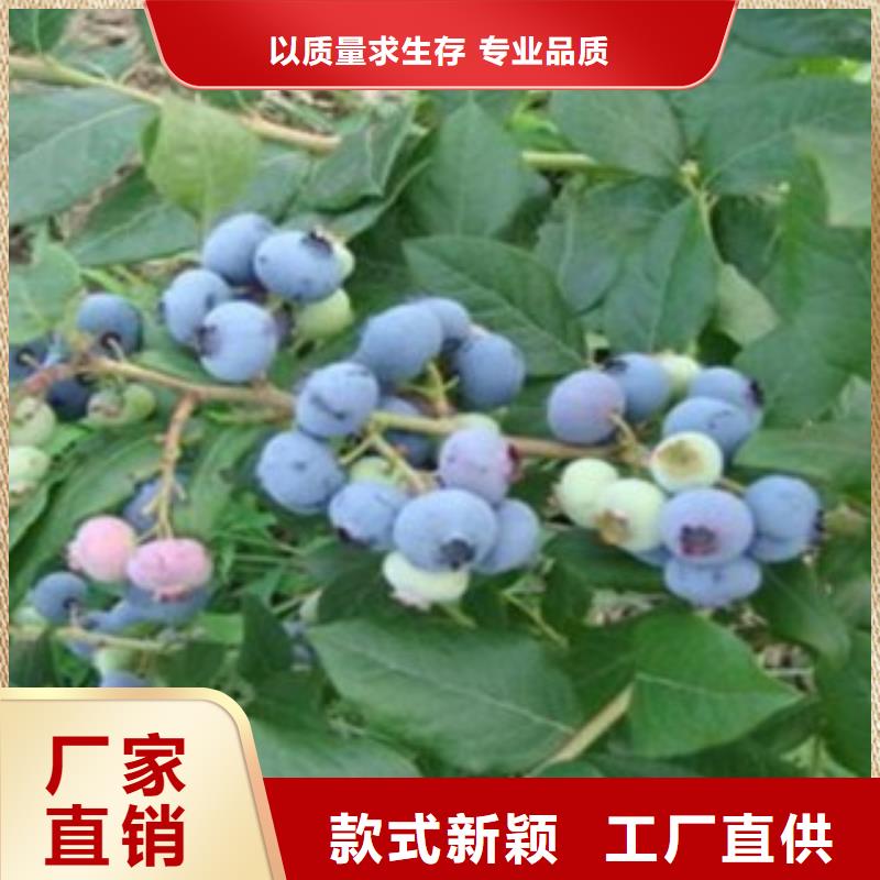 藍(lán)莓苗_梨樹苗國標(biāo)檢測放心購買
