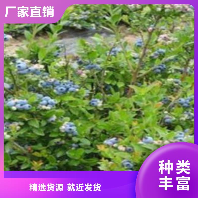 蓝莓苗_梨树苗国标检测放心购买