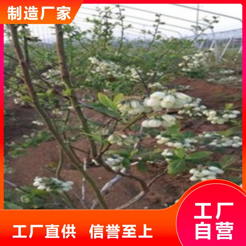 蓝莓苗李子苗专业厂家