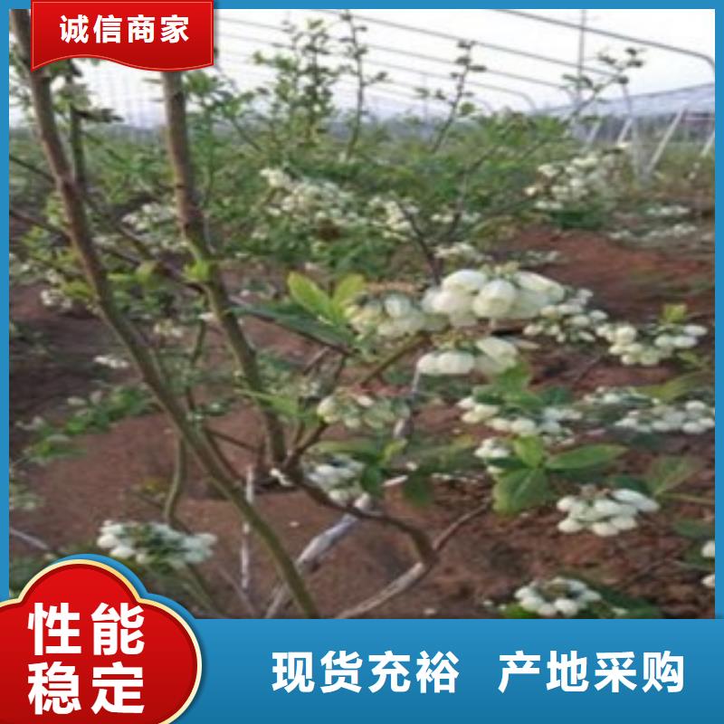 蓝莓苗细节决定成败