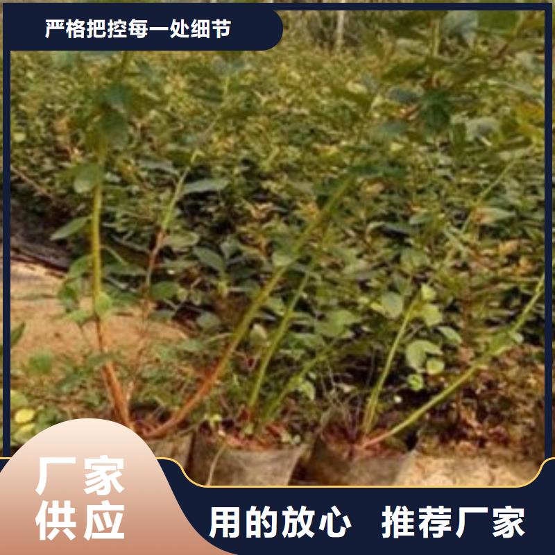 蓝莓苗细节决定成败