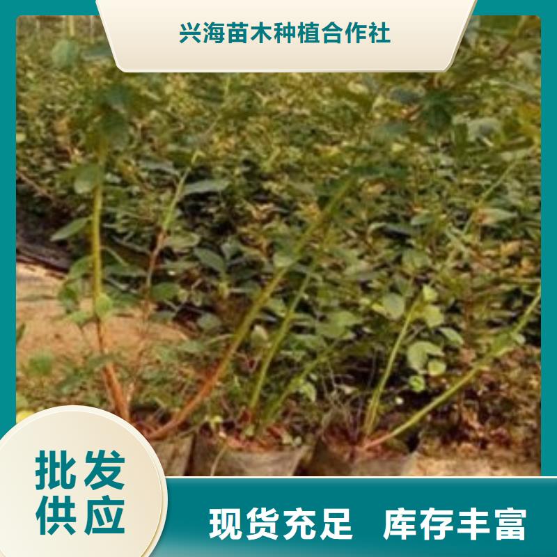 蓝莓苗-桃树苗诚信商家服务热情