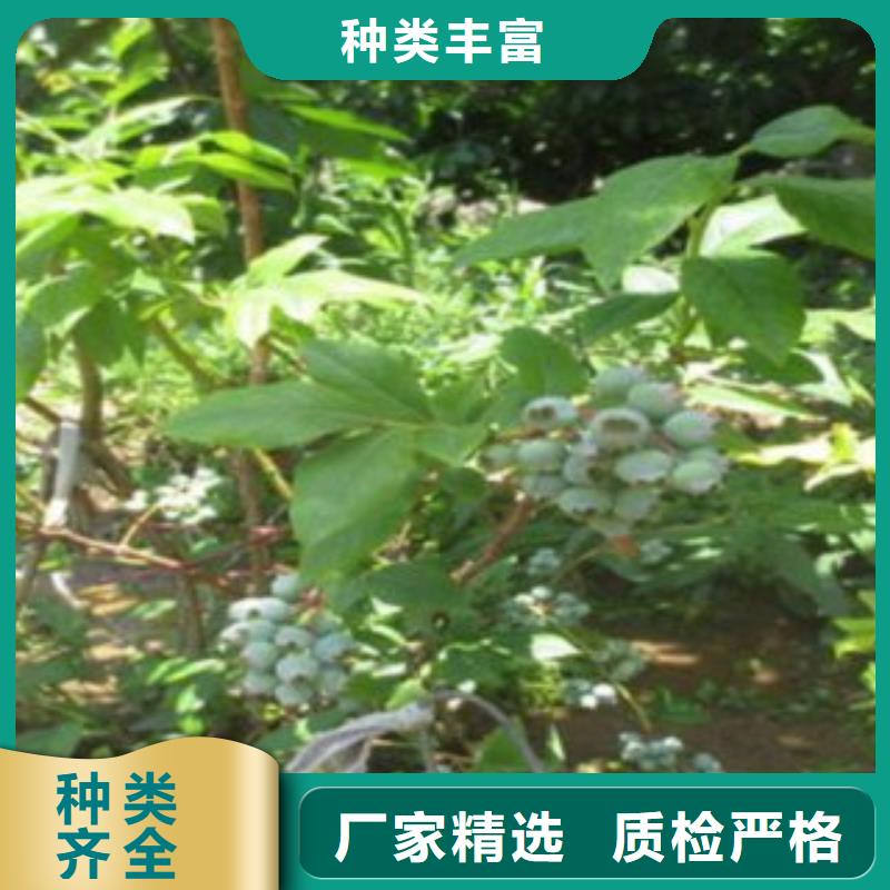【藍(lán)莓苗】板栗苗一周內(nèi)發(fā)貨