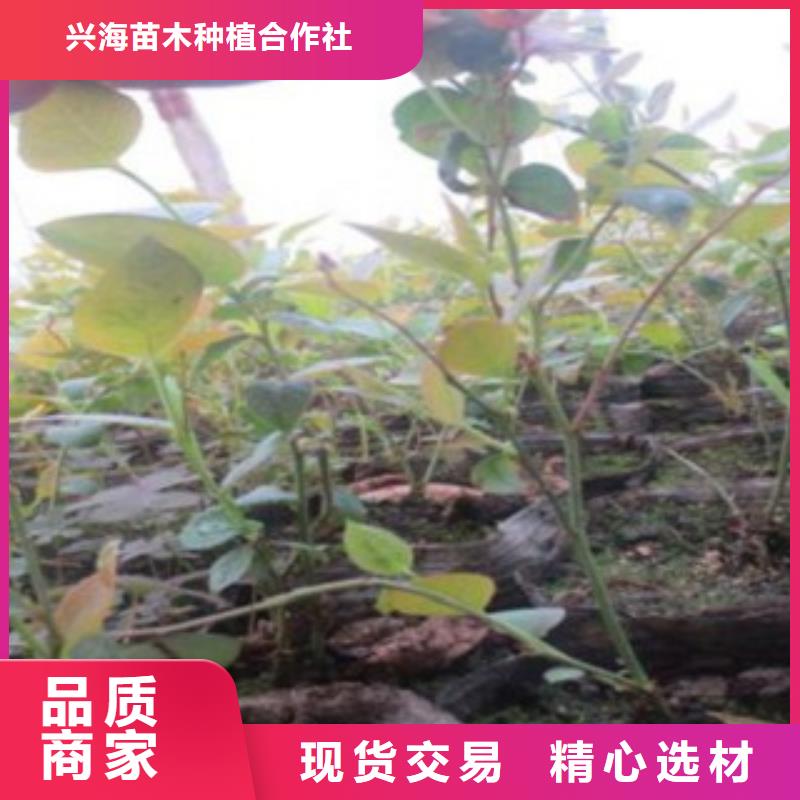 藍(lán)莓苗李子苗出貨及時(shí)