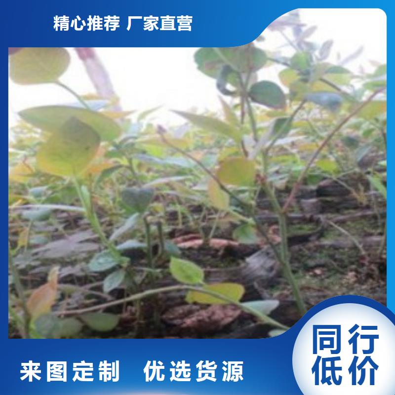 蓝莓苗李子苗出货及时