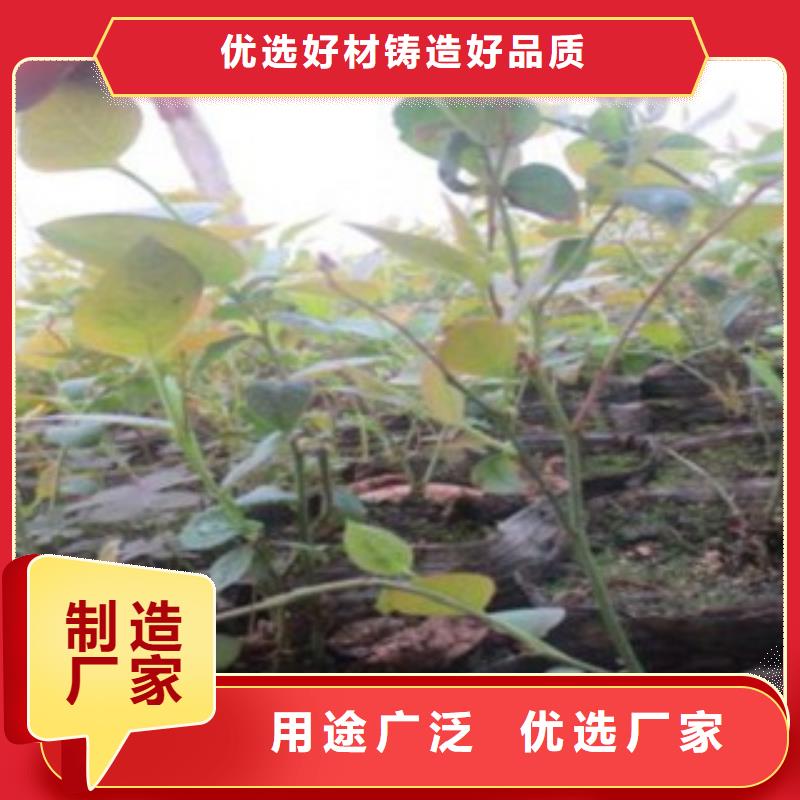 藍(lán)莓苗_梨樹苗國標(biāo)檢測放心購買