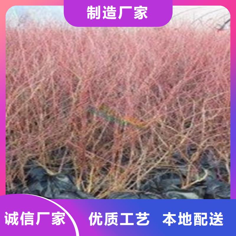 藍莓苗-桃樹苗誠信商家服務(wù)熱情