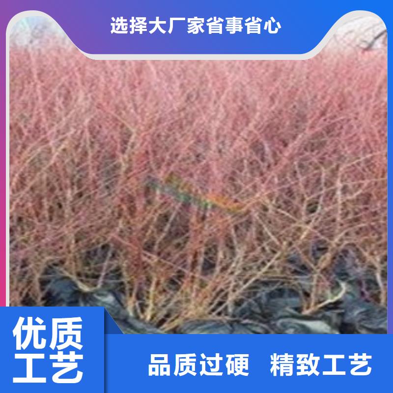 蓝莓苗细节决定成败