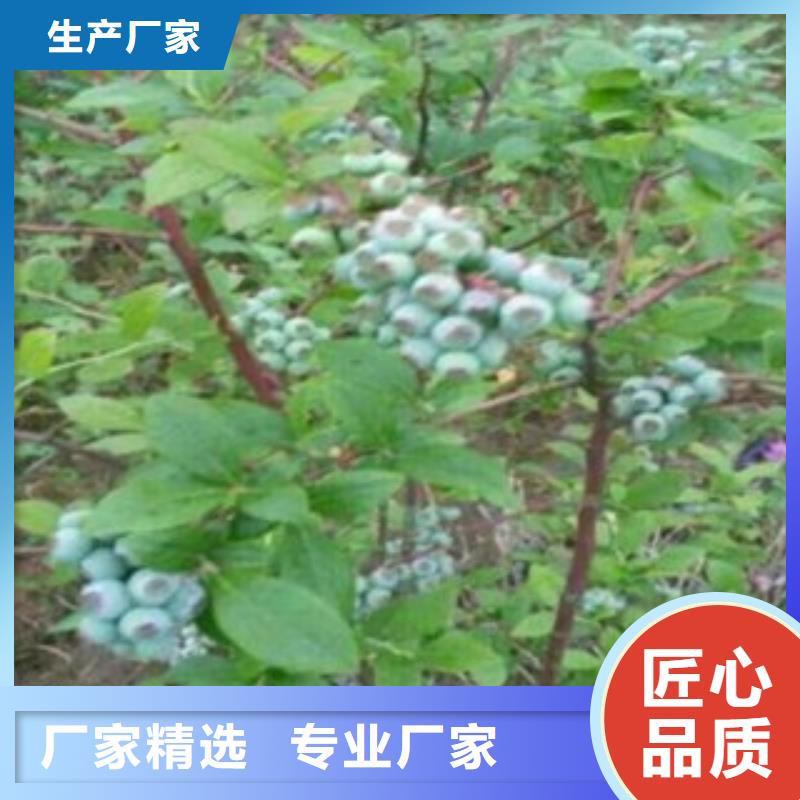 蓝莓苗李子苗专业厂家