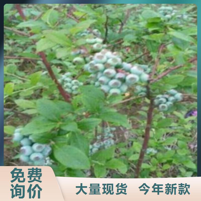 蓝莓苗山楂苗自产自销