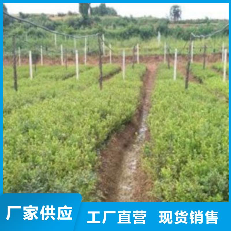 藍(lán)莓苗李子苗優(yōu)選貨源