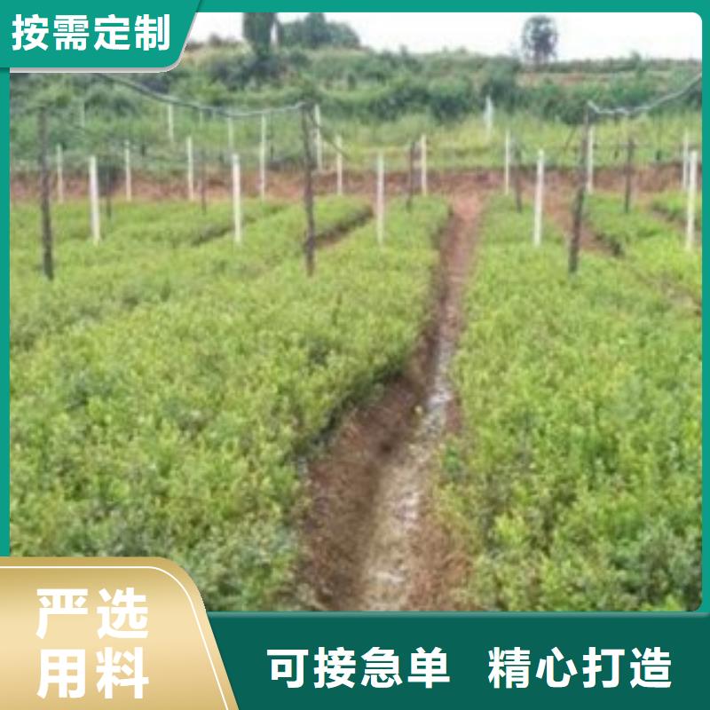 藍(lán)莓苗山楂苗自產(chǎn)自銷