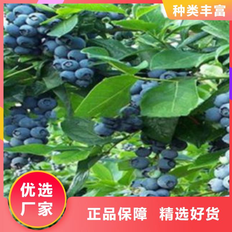 藍莓苗-桃樹苗誠信商家服務(wù)熱情