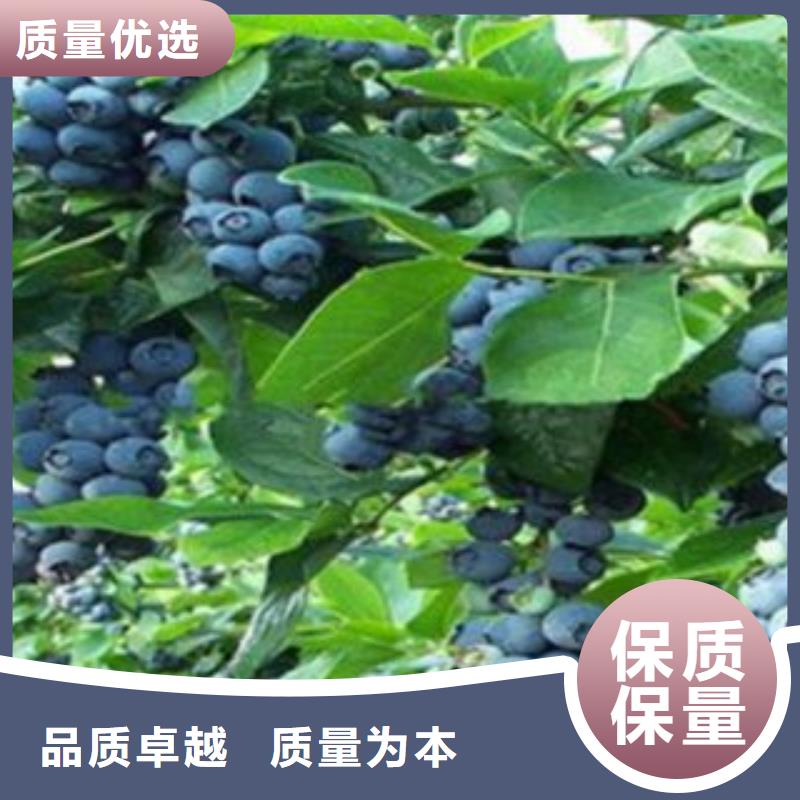 蓝莓苗李子苗出货及时
