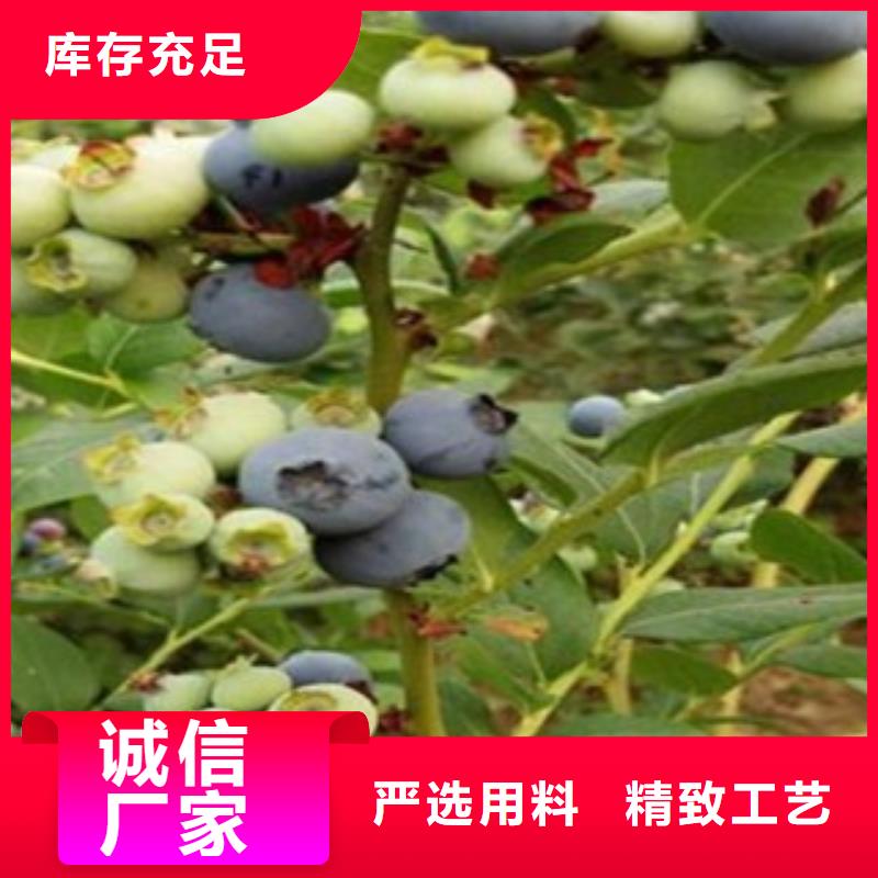 蓝莓苗细节决定成败