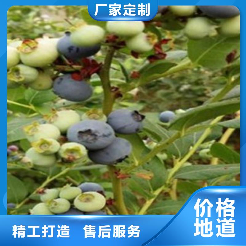 【藍(lán)莓苗桃樹(shù)苗精益求精】