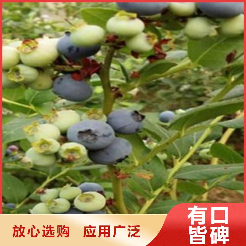 蓝莓苗_梨树苗国标检测放心购买