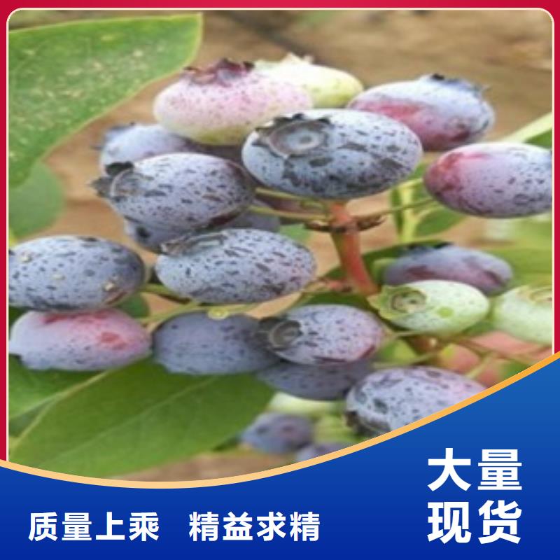 蓝莓苗李子苗专业厂家