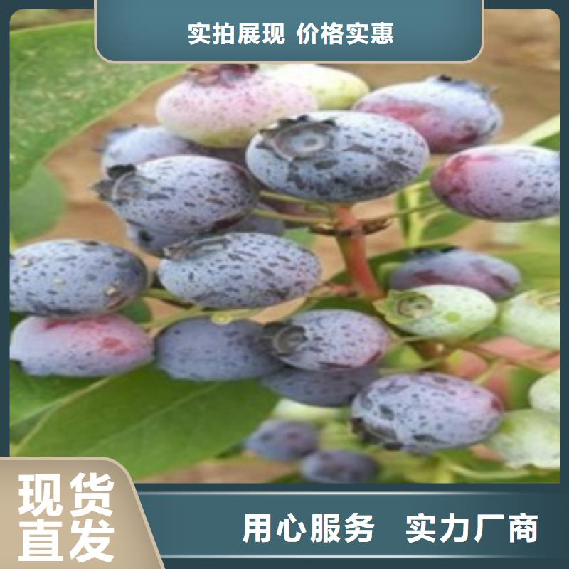 藍(lán)莓苗_梨樹苗國標(biāo)檢測放心購買