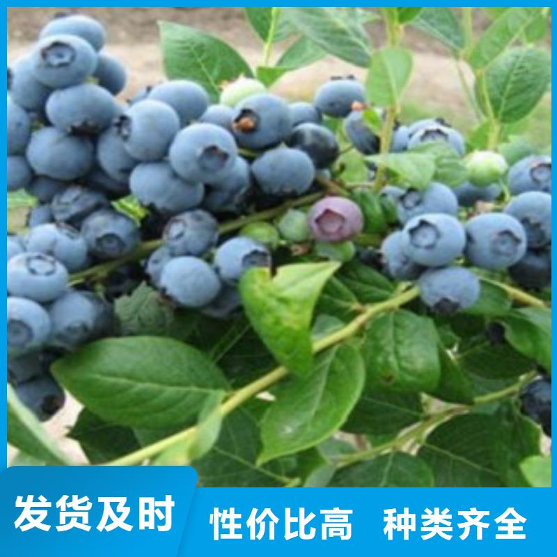 藍莓苗山楂苗甄選好廠家