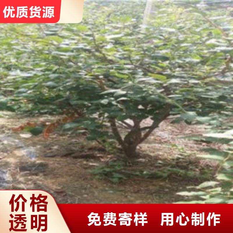藍莓苗-梨樹苗服務始終如一