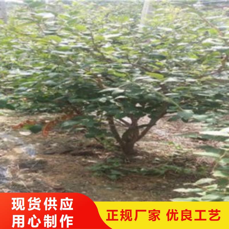 藍莓苗山楂苗甄選好廠家