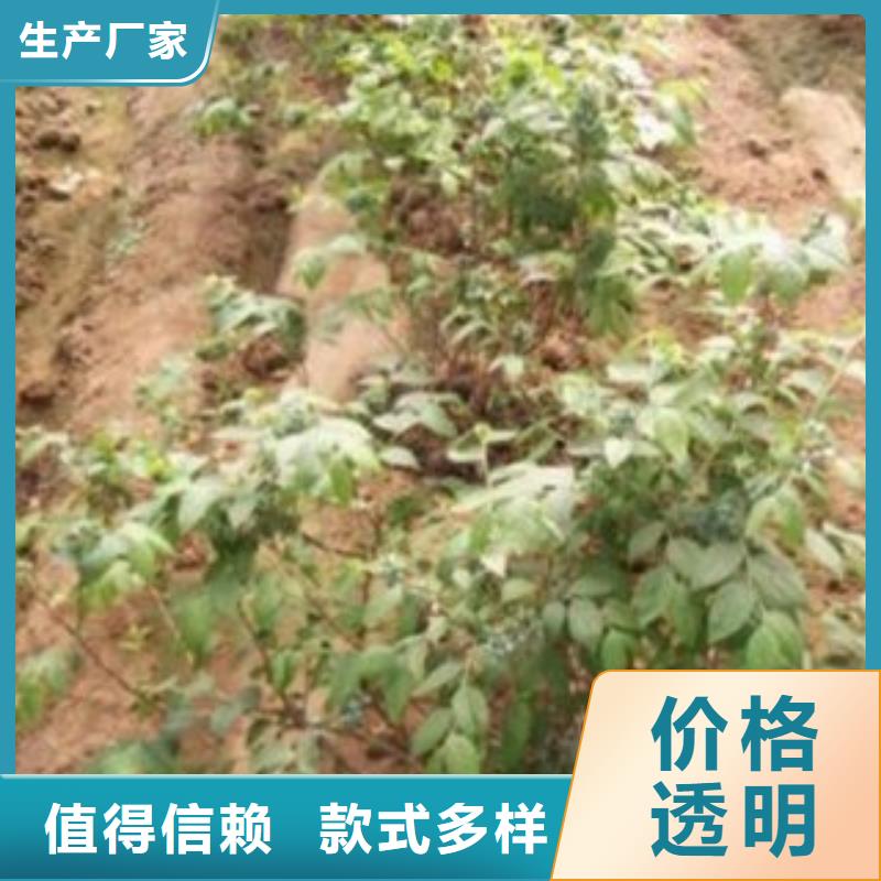 藍莓苗山楂苗甄選好廠家