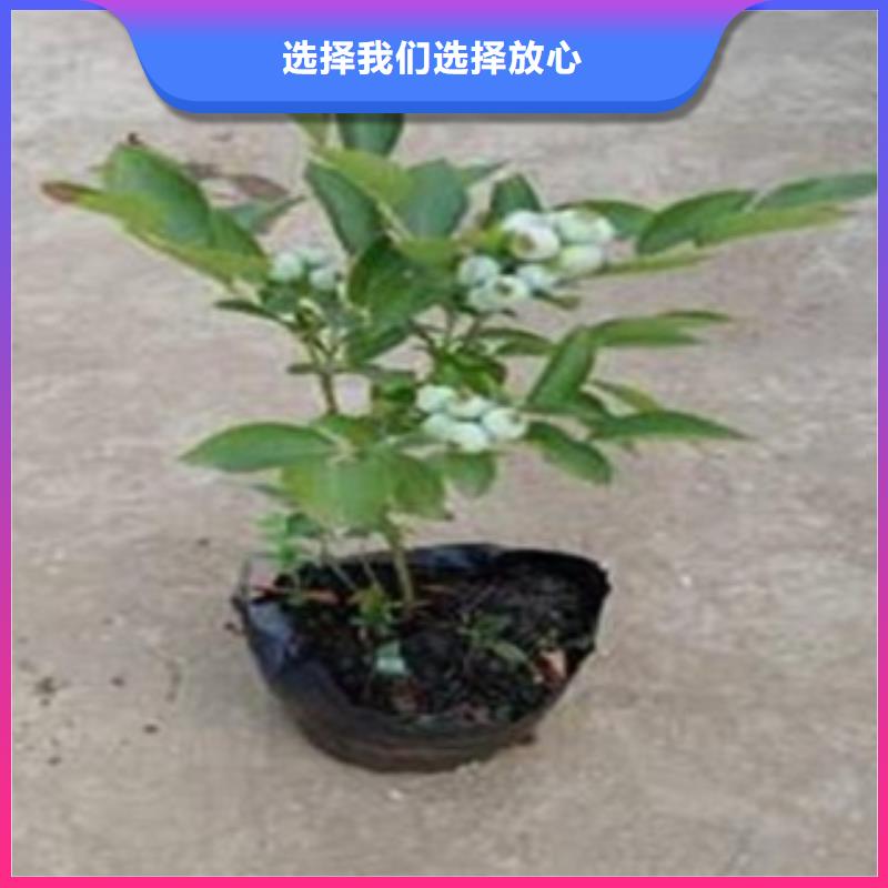 藍莓苗-梨樹苗服務始終如一