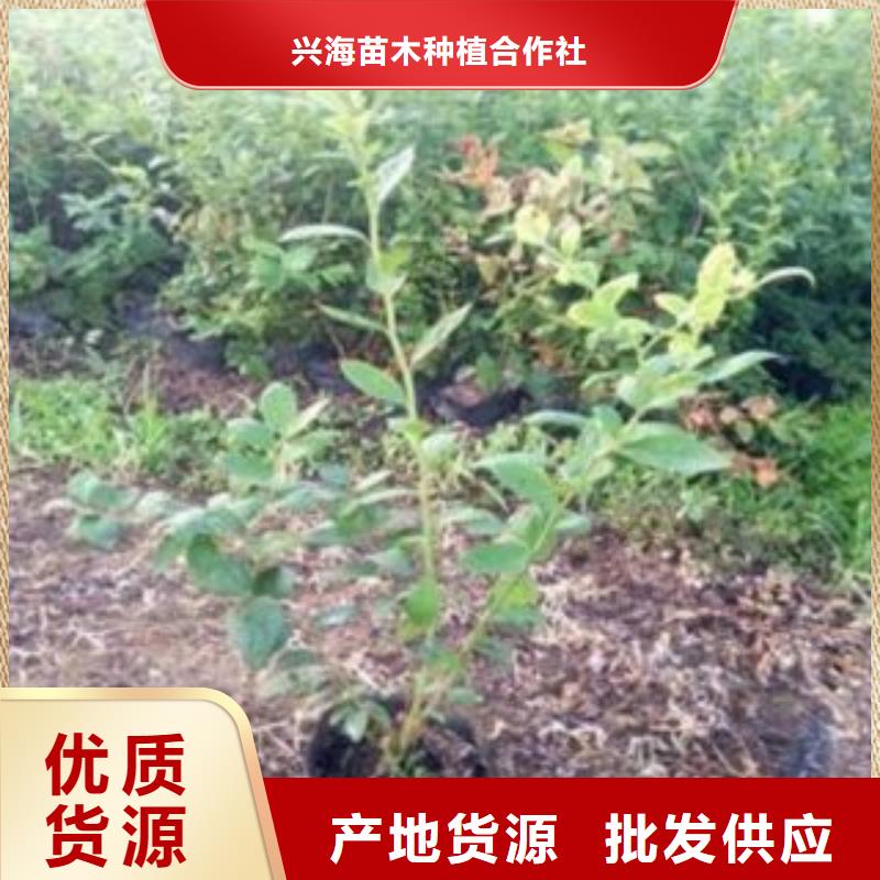 藍莓苗山楂苗甄選好廠家