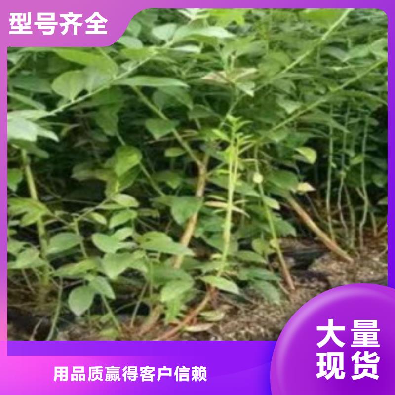 藍莓苗-梨樹苗服務始終如一