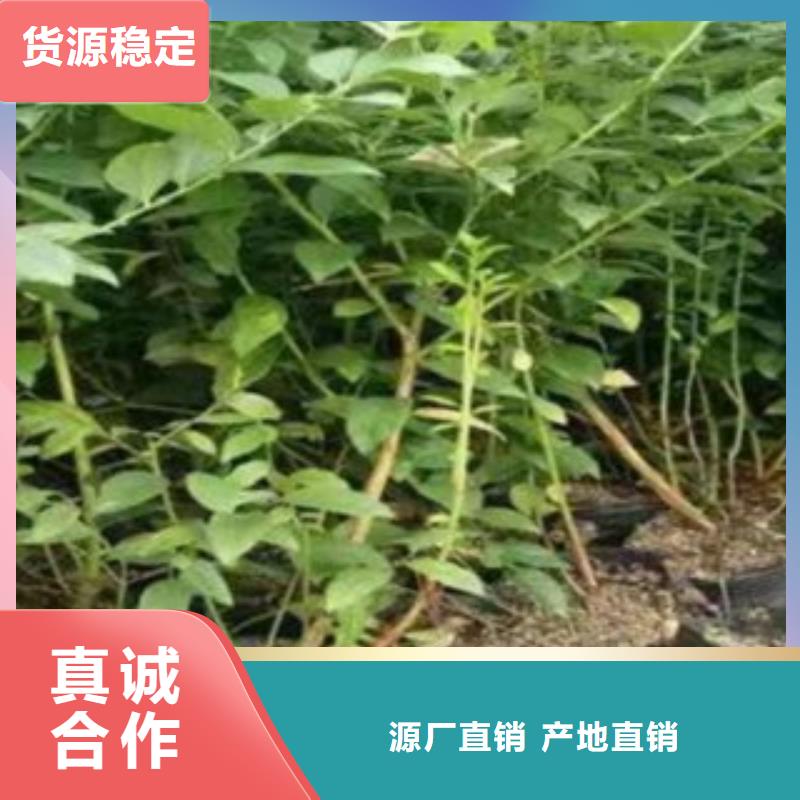 藍(lán)莓苗李子苗專業(yè)廠家
