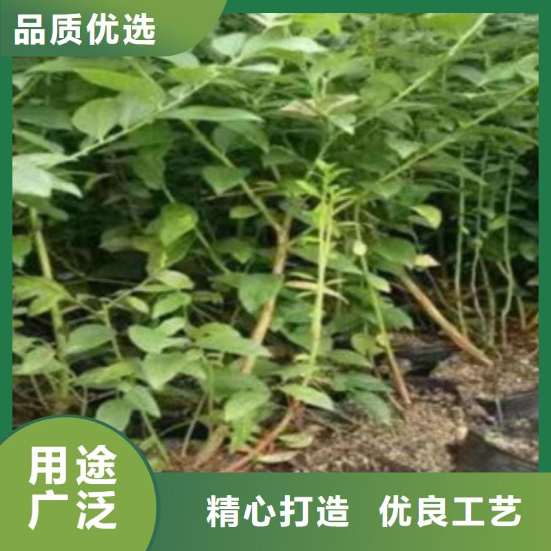 藍莓苗山楂苗甄選好廠家