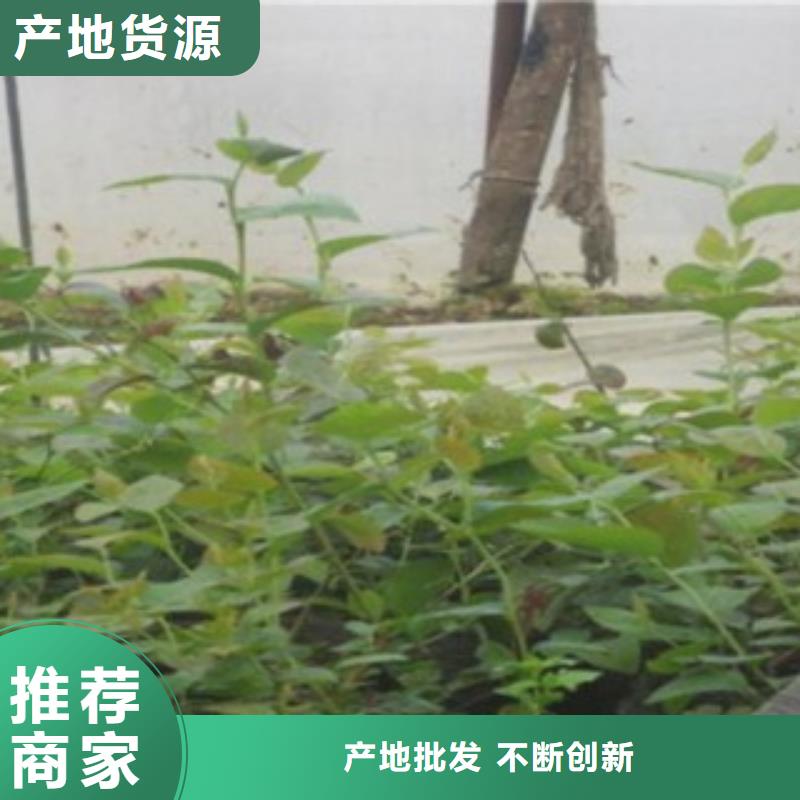 藍莓苗山楂苗甄選好廠家