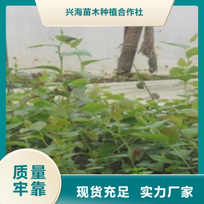 藍莓苗-梨樹苗服務始終如一