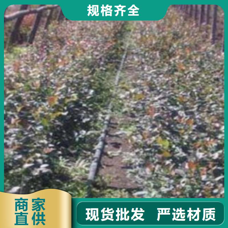 藍莓苗-梨樹苗服務始終如一