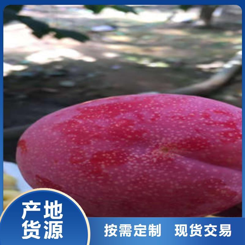 李子苗苹果苗厂家直销直供