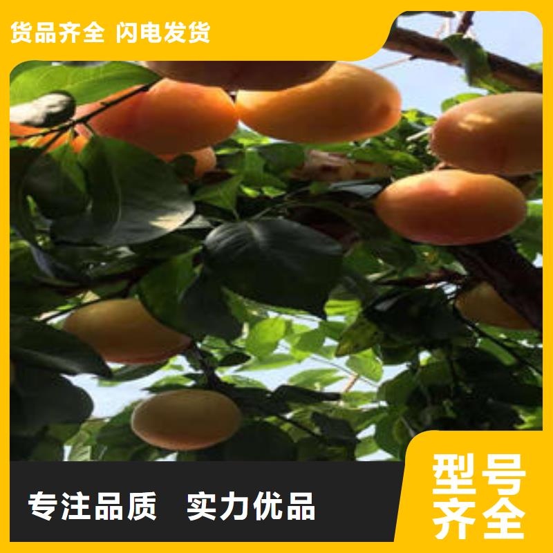 李子苗核桃苗好货直供