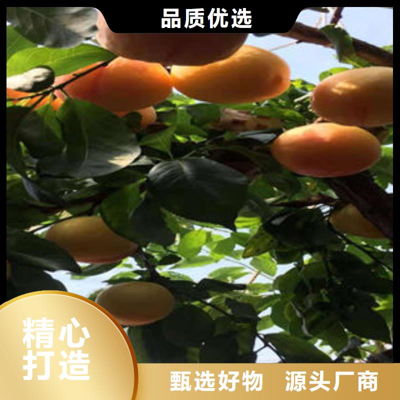 李子苗梨樹(shù)苗質(zhì)量三包