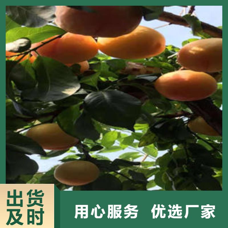 李子苗_板栗苗值得买