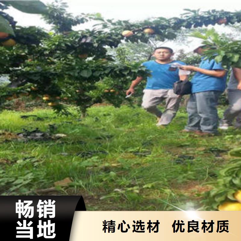 李子苗蘋果苗廠家直銷直供