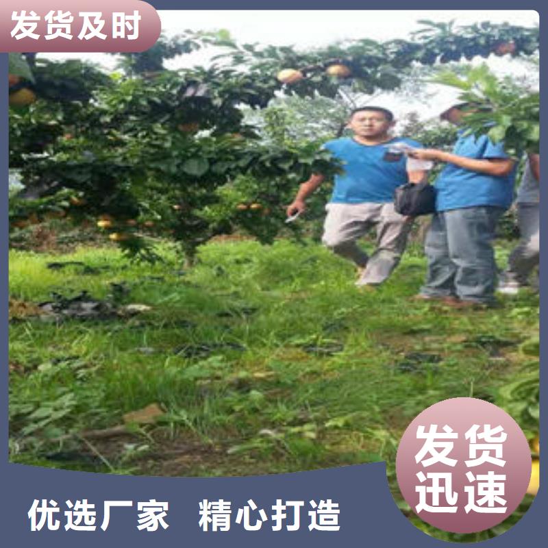 李子苗板栗苗价格公道合理