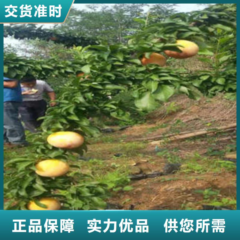 李子苗苹果苗厂家直销直供